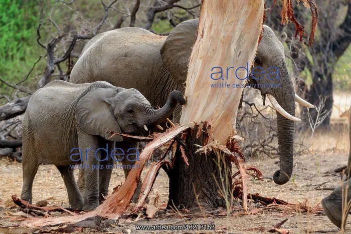 : African bush elephant (Loxodonta africana) stripping : African bush elephant (Loxodonta africana) stripping