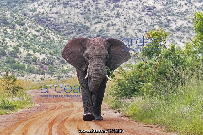 : African bush elephant (Loxodonta africana) walking : African bush elephant (Loxodonta africana) walking