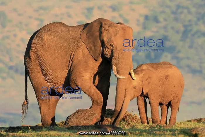: African Bush Elephant removing edible shoots : African Bush Elephant removing edible shoots