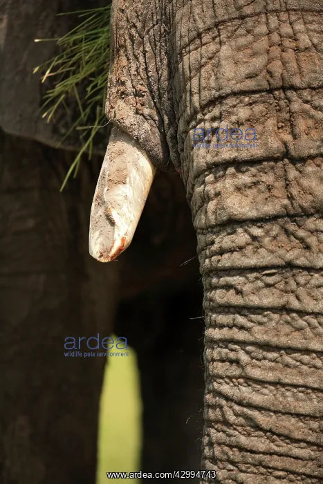 : African Bush Elephant - trunk and tusk Ruaha National : African Bush Elephant - trunk and tusk Ruaha National
