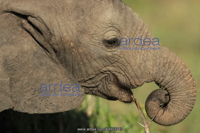 : African Bush Elephant young Elephant removing : African Bush Elephant young Elephant removing