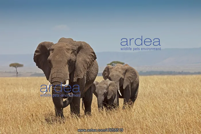 : Three African Bush Elephants (Loxodonta : Three African Bush Elephants (Loxodonta