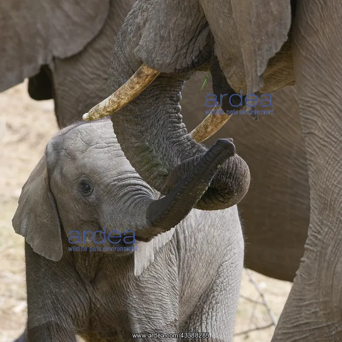 : African bush elephants (Loxodonta africana), mother : African bush elephants (Loxodonta africana), mother