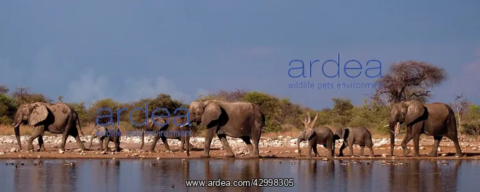 : African Bush / Savanna Elephant - group at Klein : African Bush / Savanna Elephant - group at Klein
