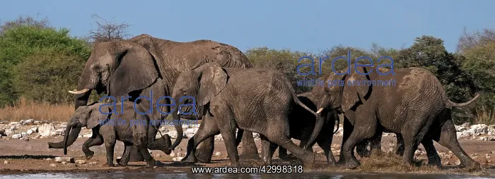 : African Bush / Savanna Elephant - group at Klein : African Bush / Savanna Elephant - group at Klein