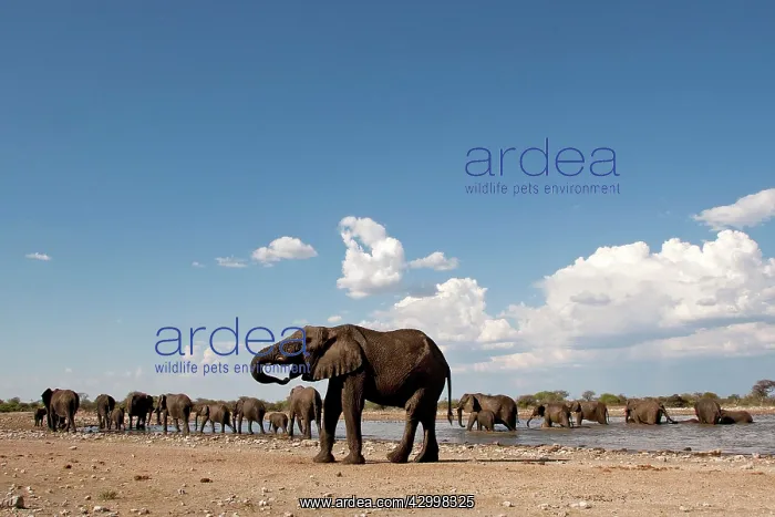 : African Bush / Savanna Elephant - group at Klein : African Bush / Savanna Elephant - group at Klein