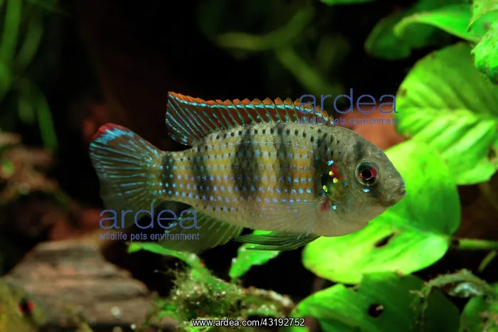 : African Butterfly Cichlid (Anomalochromis thomasi) : African Butterfly Cichlid (Anomalochromis thomasi)