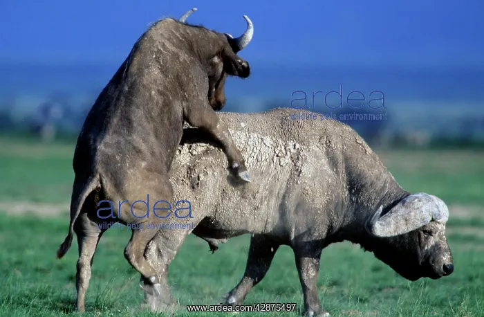 : African / Cape Buffalo : African / Cape Buffalo