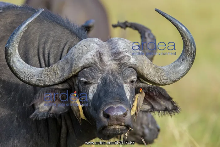 : African / Cape Buffalo : African / Cape Buffalo
