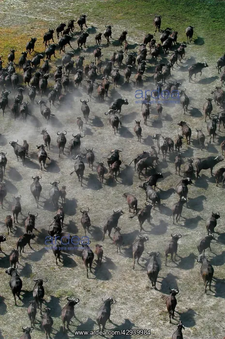 : African / Cape Buffalo - Aerial view of Cape Buffalo running : African / Cape Buffalo - Aerial view of Cape Buffalo running