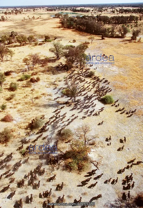 : African / Cape BUFFALO - aerial view of migration : African / Cape BUFFALO - aerial view of migration