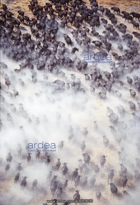 : African / Cape BUFFALO - aerial view of stampede : African / Cape BUFFALO - aerial view of stampede