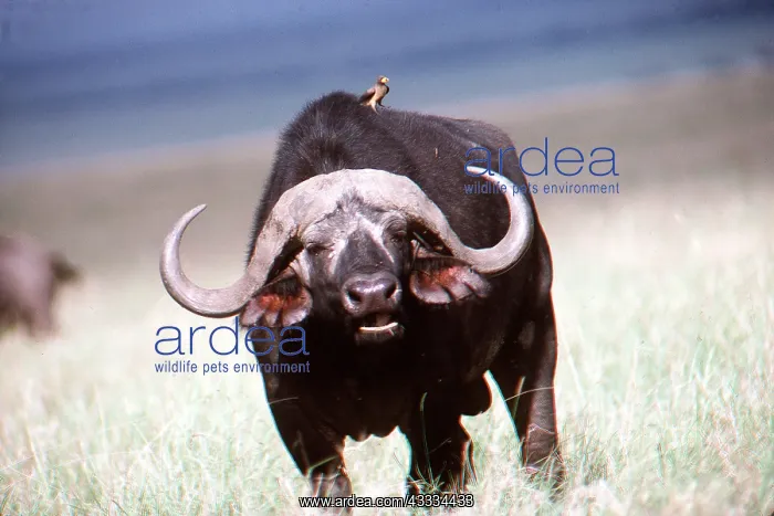 : African / Cape BUFFALO - with bird on back : African / Cape BUFFALO - with bird on back