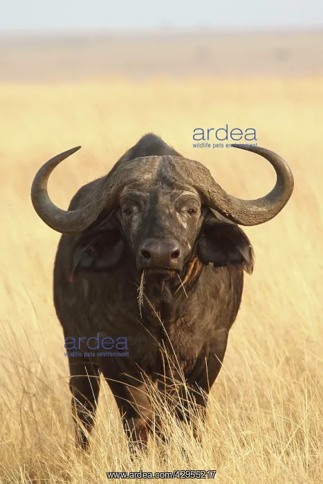: African / Cape Buffalo - bull : African / Cape Buffalo - bull