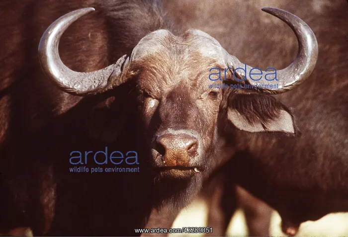 : African / Cape BUFFALO - bull, close-up of head : African / Cape BUFFALO - bull, close-up of head