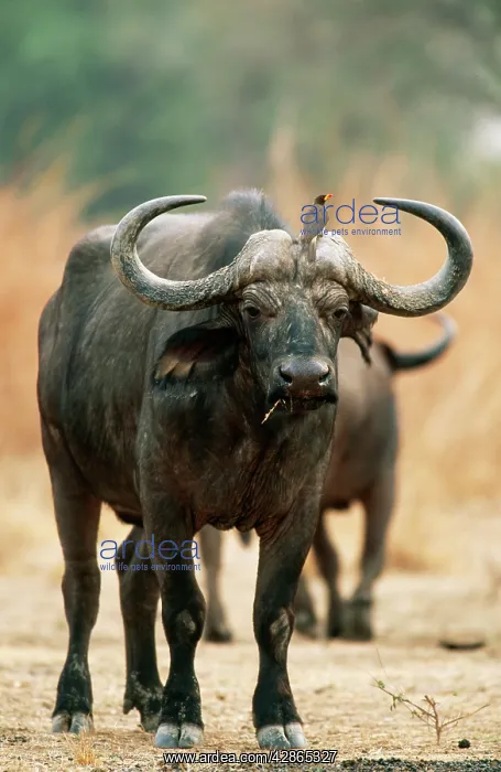 : African / Cape BUFFALO - bull with Yellow-billed : African / Cape BUFFALO - bull with Yellow-billed