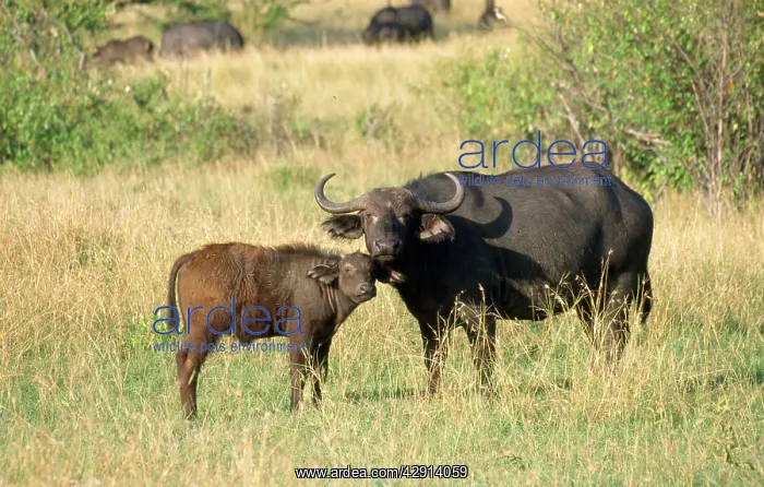 : African / Cape Buffalo - with calf : African / Cape Buffalo - with calf