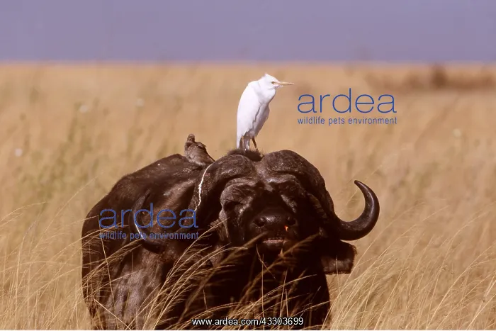  : African  /  Cape BUFFALO - with Cattle Egret and Yellow-billed