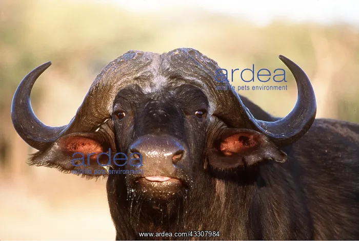  : African  /  Cape BUFFALO - close-up of bull head