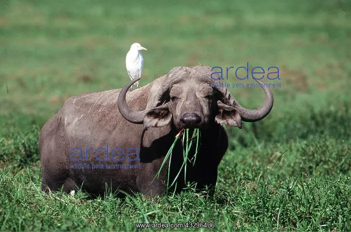  : African  /  Cape BUFFALO - eating grass with egret on back