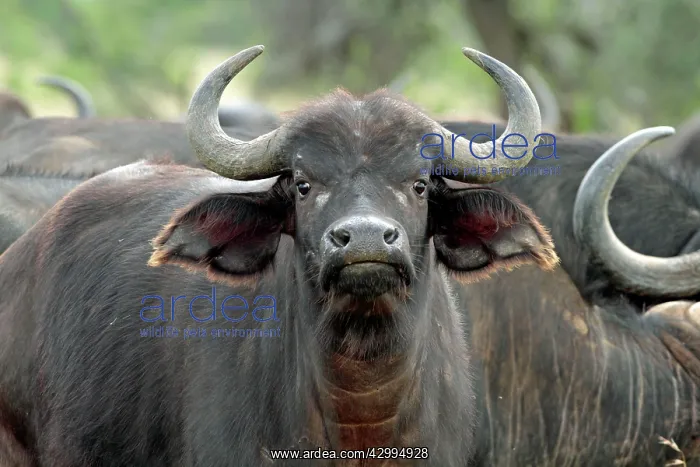 : African / Cape Buffalo - female Mugie Ranch, Laikipia : African / Cape Buffalo - female Mugie Ranch, Laikipia