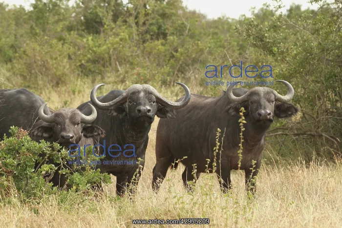 : African / Cape Buffalo - herd : African / Cape Buffalo - herd