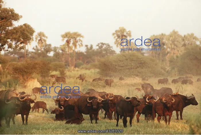 : African / Cape BUFFALO - herd : African / Cape BUFFALO - herd
