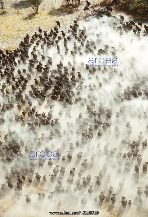 : African / Cape BUFFALO - herd migrating, kicking up dust : African / Cape BUFFALO - herd migrating, kicking up dust