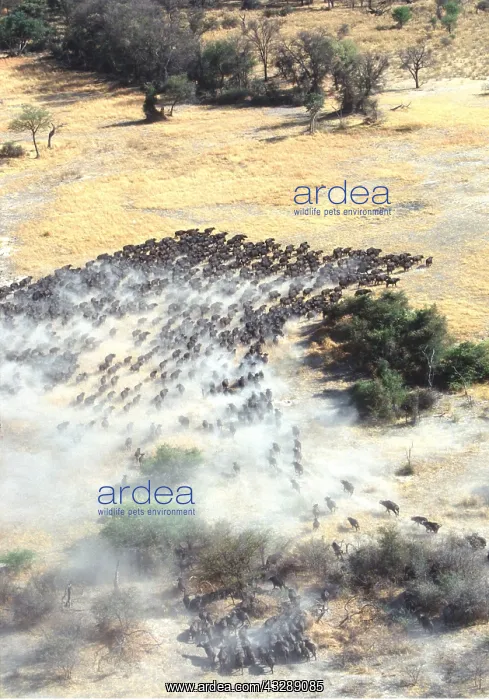 : African / Cape BUFFALO - herd on move during migration : African / Cape BUFFALO - herd on move during migration