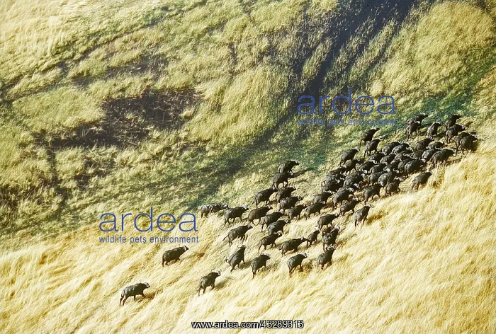 : African / Cape BUFFALO - herd on migration near lagoon : African / Cape BUFFALO - herd on migration near lagoon