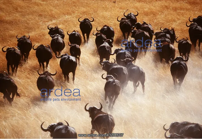 : African / Cape BUFFALO - herd running : African / Cape BUFFALO - herd running