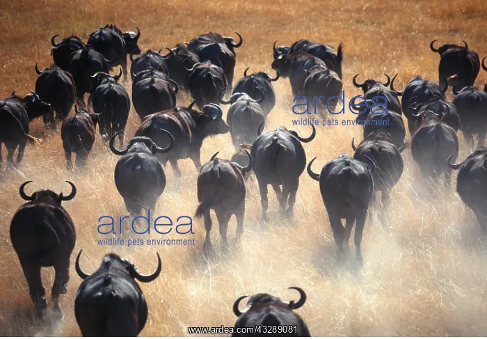 : AFRICAN / CAPE BUFFALO - herd running : AFRICAN / CAPE BUFFALO - herd running