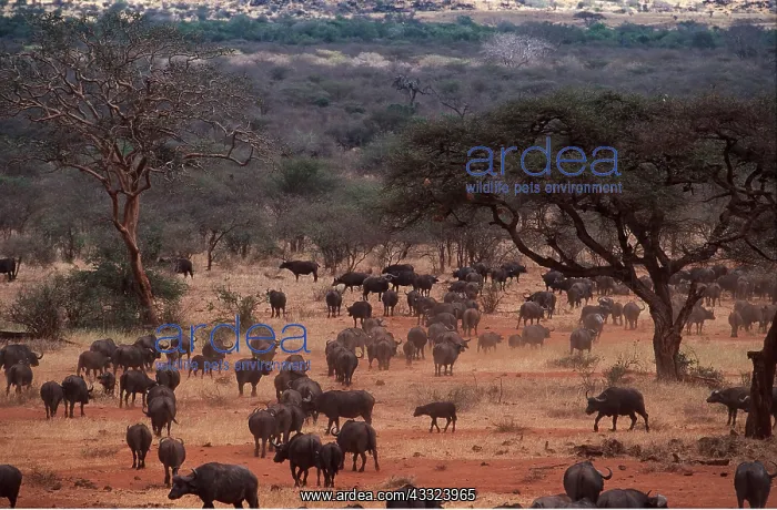: African / Cape BUFFALO - herd walking : African / Cape BUFFALO - herd walking