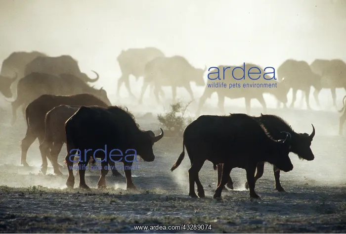 : AFRICAN / CAPE BUFFALO - herd walking through dust : AFRICAN / CAPE BUFFALO - herd walking through dust