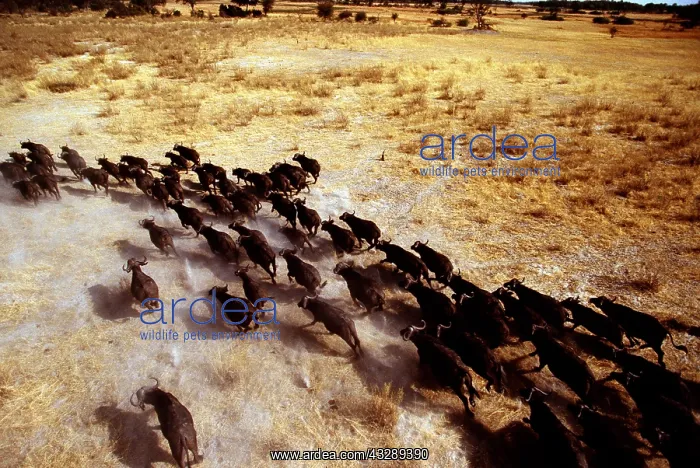 : African / Cape BUFFALO - migrating stampede : African / Cape BUFFALO - migrating stampede