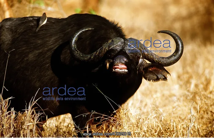 : AFRICAN / CAPE BUFFALO - with mouth open and two Oxpeckers : AFRICAN / CAPE BUFFALO - with mouth open and two Oxpeckers