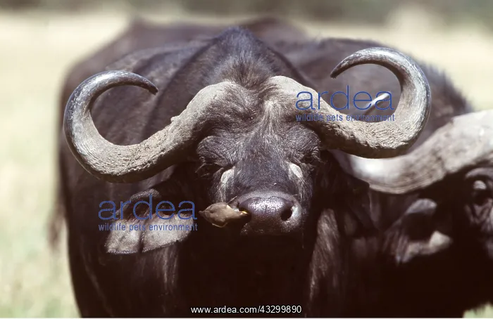 : AFRICAN / CAPE BUFFALO - Oxpecker on nose : AFRICAN / CAPE BUFFALO - Oxpecker on nose