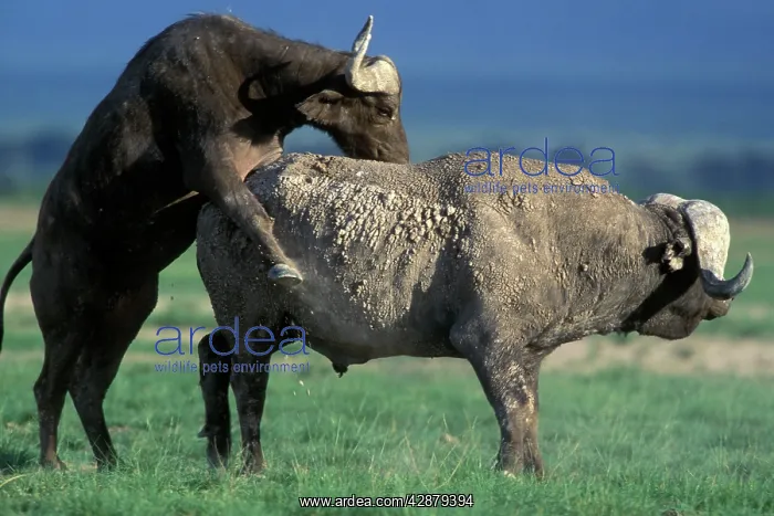 : African / Cape Buffalo - pair mating : African / Cape Buffalo - pair mating