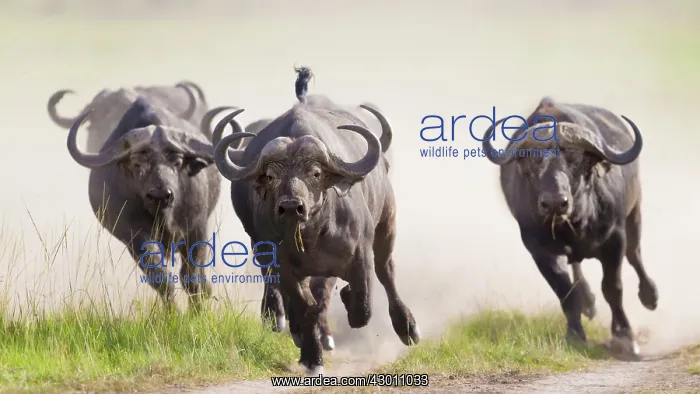 : African / Cape Buffalo running Masai Mara National : African / Cape Buffalo running Masai Mara National