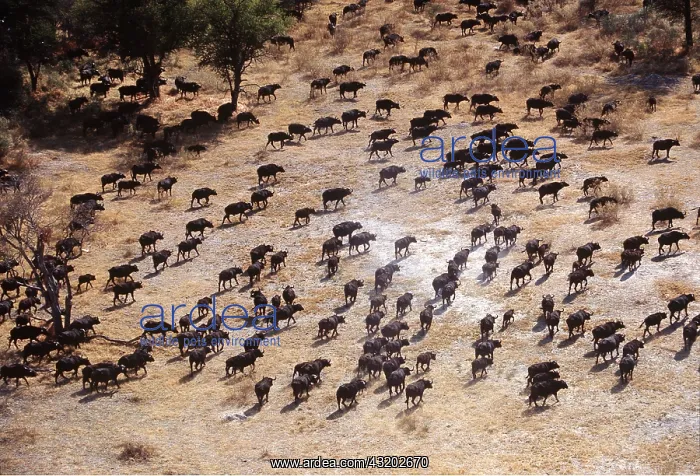 : African / Cape BUFFALO - stampede : African / Cape BUFFALO - stampede