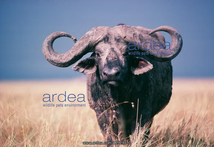 : African / Cape BUFFALO - viewed head-on / facing : African / Cape BUFFALO - viewed head-on / facing