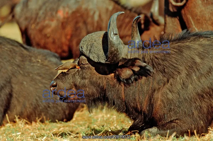 : AFRICAN / CAPE BUFFALO - With Yellow-billed Oxpecker : AFRICAN / CAPE BUFFALO - With Yellow-billed Oxpecker