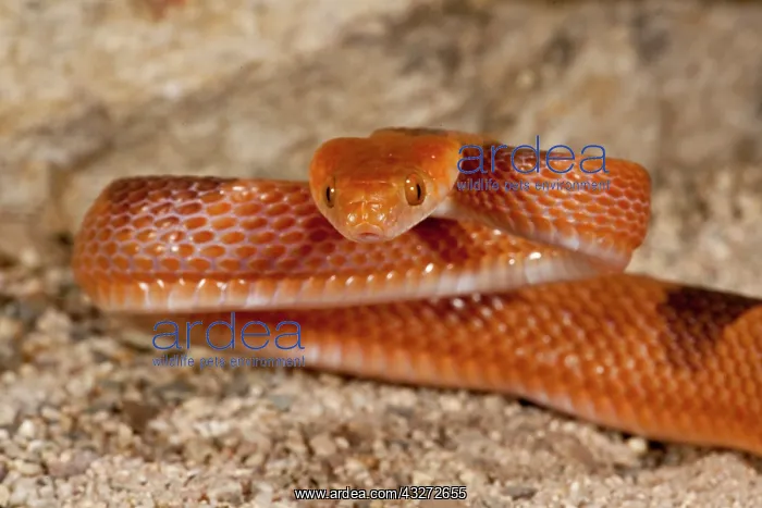 : African Cat Eye Snake, Telescopus semiannulata : African Cat Eye Snake, Telescopus semiannulata