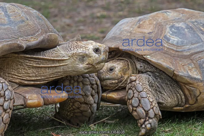 : Two African (Centrochelys sulcata) spurred tortoises : Two African (Centrochelys sulcata) spurred tortoises