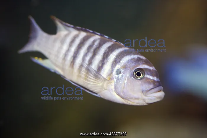 : African Cichlid : African Cichlid
