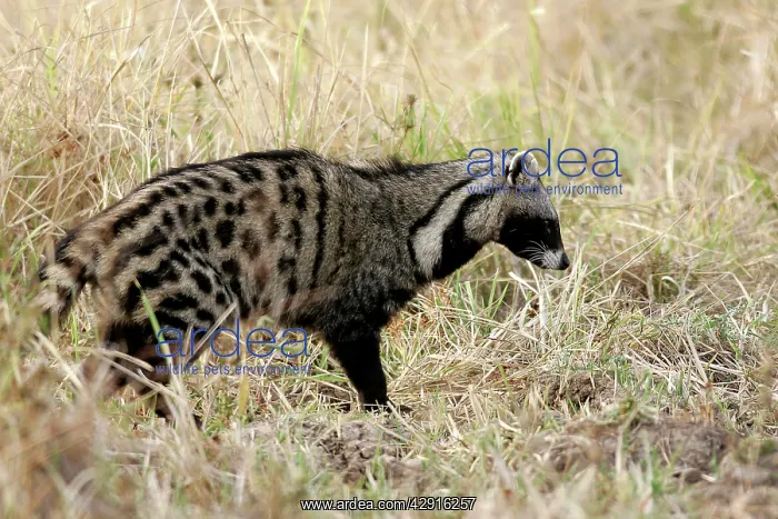 : African Civet : African Civet