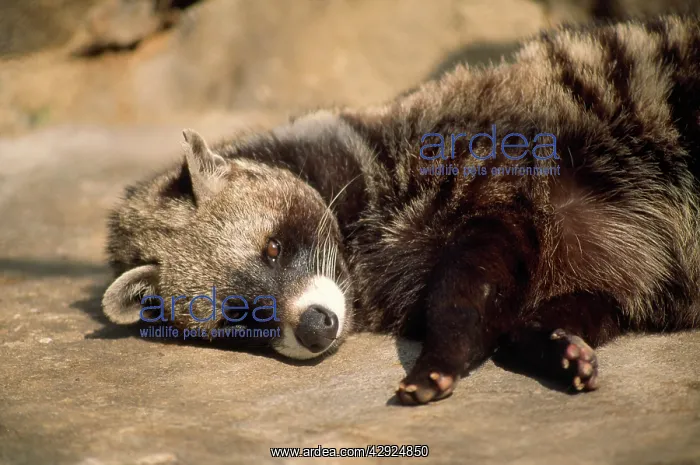: African Civet : African Civet