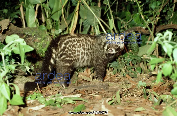 : African CIVET : African CIVET