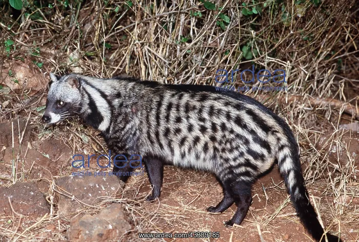  : AFRICAN CIVET
