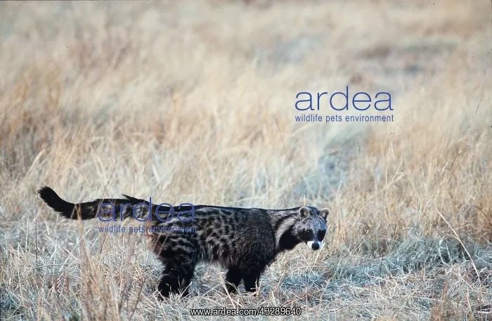 : AFRICAN CIVET - alone in grass : AFRICAN CIVET - alone in grass